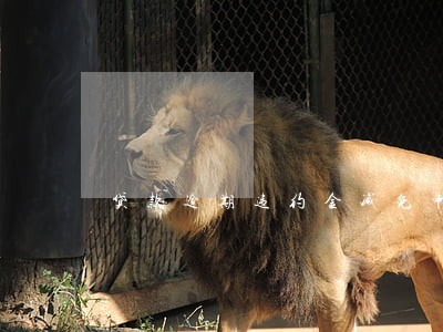 贷款逾期违约金减免申请书