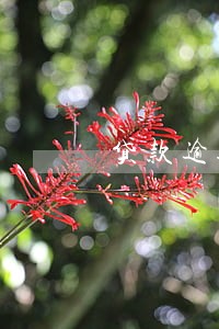 贷款逾期连5个月 贷款逾期连5个月
