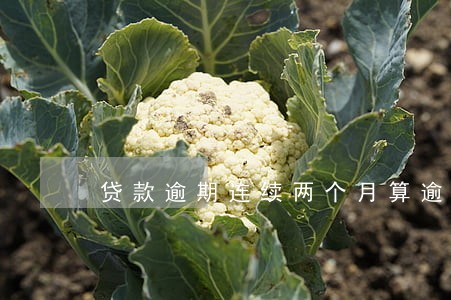 贷款逾期连续两个月算逾期几次 贷款逾期连续两个月算逾期几次