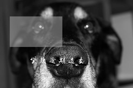 贷款逾期透支 贷款逾期透支