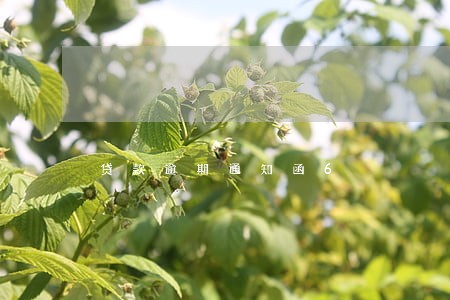贷款逾期通知函6 贷款逾期通知函6