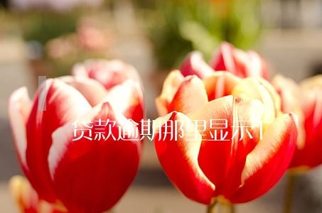 贷款逾期那里显示1 贷款逾期那里显示1