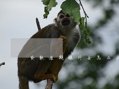 贷款逾期银行会怎么办 贷款逾期银行会怎么办