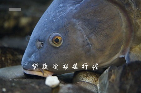 贷款逾期银行催 贷款逾期银行催