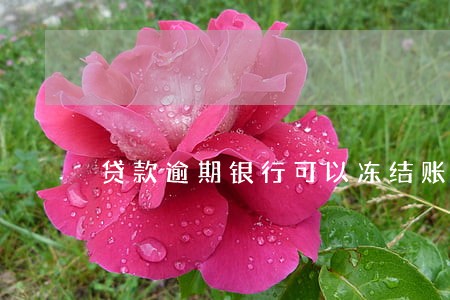 贷款逾期银行可以冻结账户吗 贷款逾期银行可以冻结账户吗
