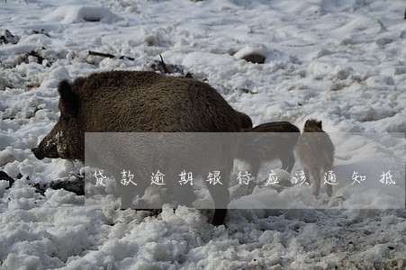 贷款逾期银行应该通知抵押人 贷款逾期银行应该通知抵押人