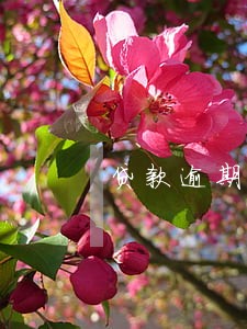 贷款逾期银行拍卖房子 贷款逾期银行拍卖房子