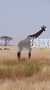 贷款逾期银行未催收 贷款逾期银行未催收