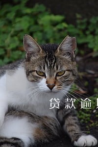 贷款逾期银行没提起诉讼 贷款逾期银行没提起诉讼