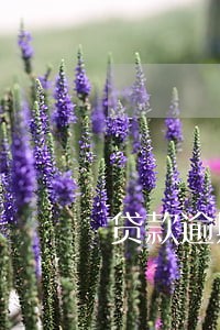 贷款逾期预测算法 贷款逾期预测算法