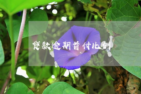 贷款逾期首付比例 贷款逾期首付比例