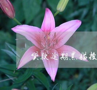 贷款逾期黑猫投诉有用吗