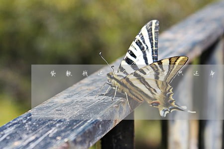 贷款钱还不了可以只还本金吗 贷款钱还不了可以只还本金吗