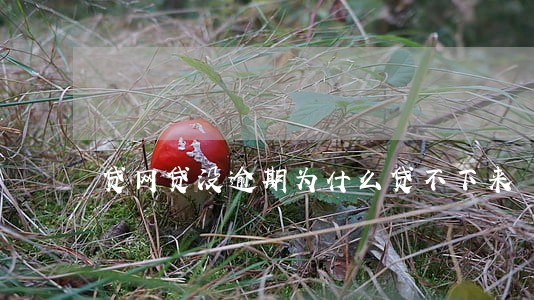 贷网贷没逾期为什么贷不下来 贷网贷没逾期为什么贷不下来