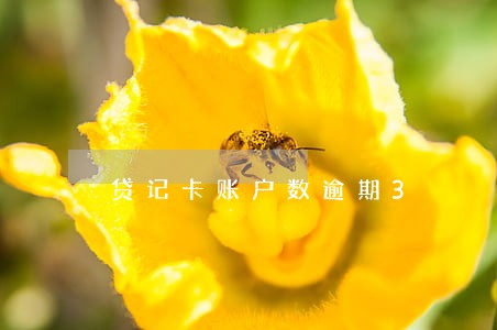 贷记卡账户数逾期3 贷记卡账户数逾期3