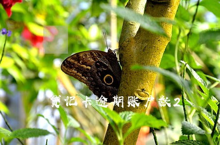 贷记卡逾期账户数2 贷记卡逾期账户数2