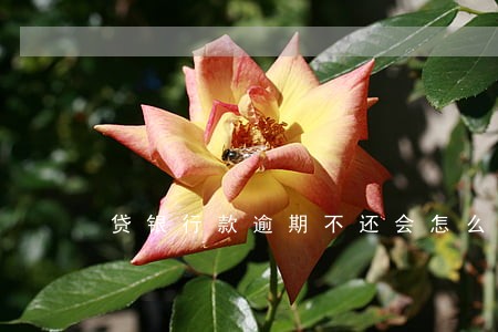 贷银行款逾期不还会怎么样 贷银行款逾期不还会怎么样