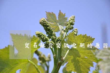 贸易融资贷款逾期的原因 贸易融资贷款逾期的原因