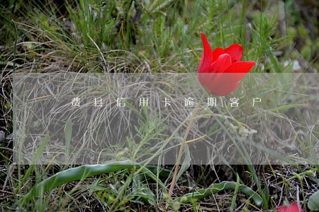 费县信用卡逾期客户 费县信用卡逾期客户