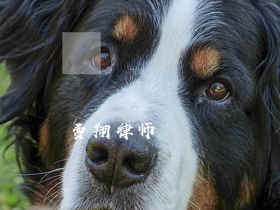 费翔律师 费翔律师