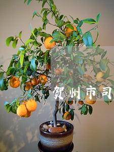 贺州市司法局局长
