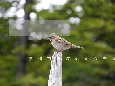 贺州市法院诉讼资产网 贺州市法院诉讼资产网
