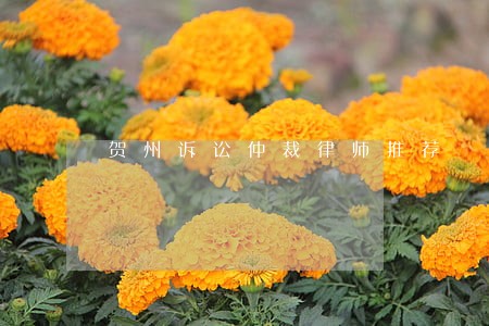 贺州诉讼仲裁律师推荐 贺州诉讼仲裁律师推荐