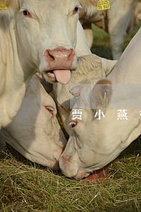 贾小燕律师解答了弟弟借了网贷 贾小燕律师解答了弟弟借了网贷