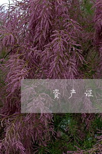 资产证券化出具法律意见书 资产证券化出具法律意见书
