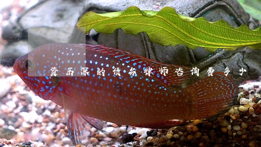 资历深的债务律师咨询费多少 资历深的债务律师咨询费多少