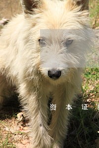 资本证券化法律意见书 资本证券化法律意见书