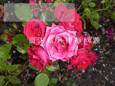 资深债务律师问题 资深债务律师问题