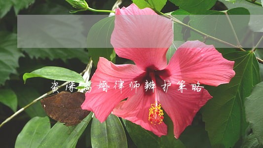 资深离婚律师辩护策略 资深离婚律师辩护策略