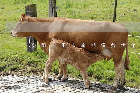 资阳信用卡逾期债务优化怎么收费