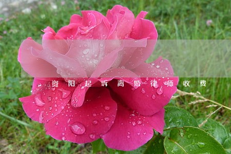 资阳起诉离婚律师收费 资阳起诉离婚律师收费