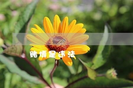 赌博是违法 赌博是违法