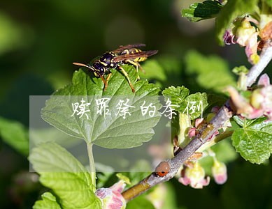 赎罪祭的条例 赎罪祭的条例