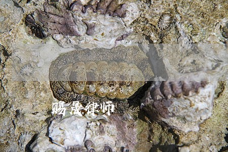 赐晟律师 赐晟律师