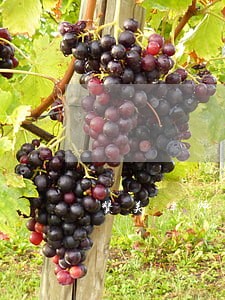 赞美律师的话平实 赞美律师的话平实