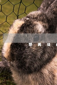 赞美法院工作美丽的诗 赞美法院工作美丽的诗