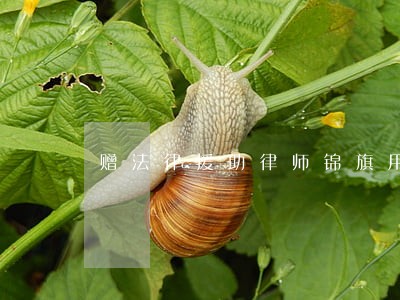 赠法律援助律师锦旗用语 赠法律援助律师锦旗用语