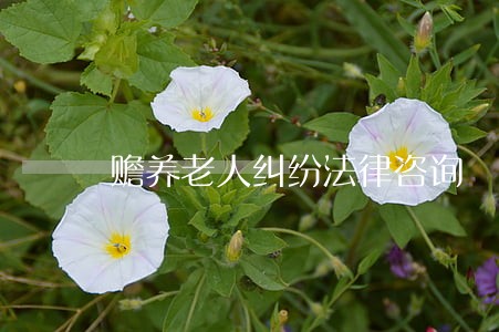 赡养老人纠纷法律咨询 赡养老人纠纷法律咨询