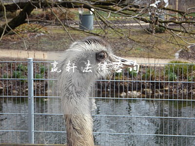 赢轩法律咨询 赢轩法律咨询