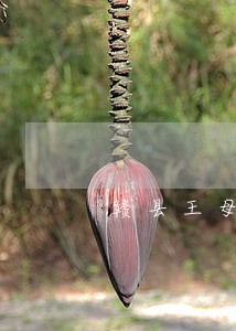 赣县王母渡法院委员