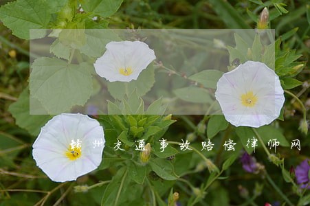 赣州交通事故赔偿律师网