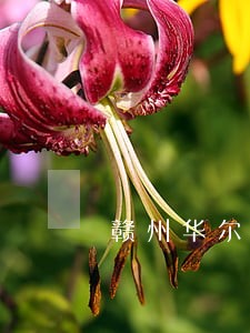 赣州华尔康是否被法院执行 赣州华尔康是否被法院执行