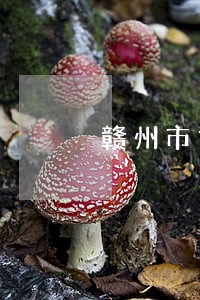 赣州市司法系统领导肖俊 赣州市司法系统领导肖俊