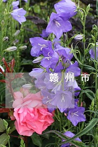 赣州市司法考试网 赣州市司法考试网