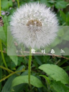 赣州蓉江新区司法局局长是谁 赣州蓉江新区司法局局长是谁