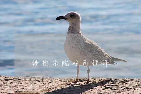 赣榆法院对面律师 赣榆法院对面律师